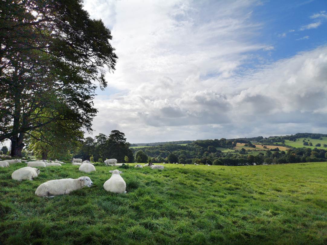 Schafe auf einer Wiese, dazu endloses Grün im Westen Yorkshires: Wir sind in einem der ältesten und mit 200 Hektar Fläche einem der größten Skulpturenparks Europas. Neben Natur pur findet man dort Werke von Henry Moore über Ulrich Rückriem bis Ai Weiwei.